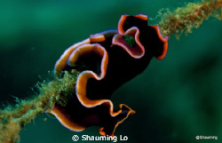 Beautiful flatworm . by Shauming Lo 